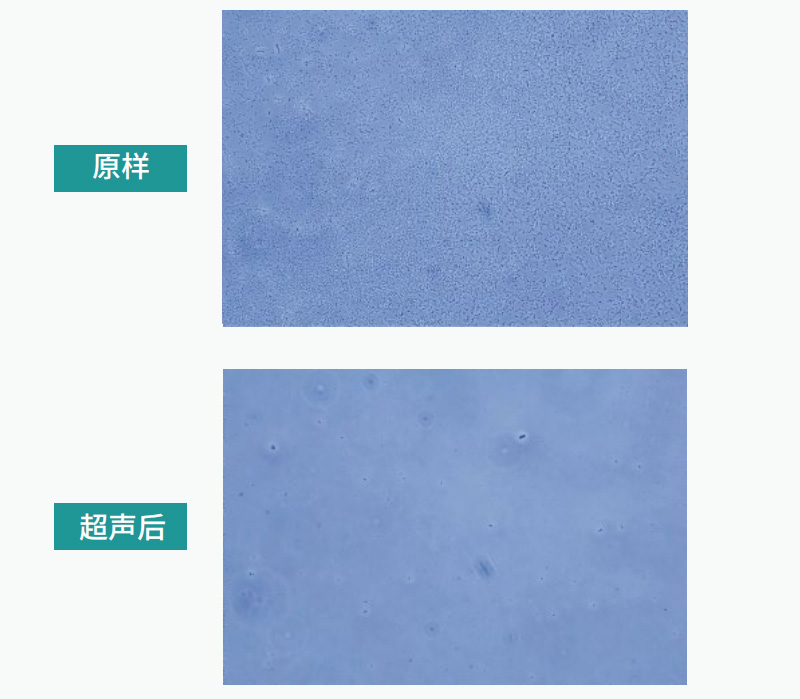 大腸桿菌樣本超聲破碎后前后顯微鏡下存活率對比