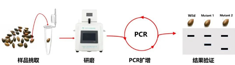 高通量組織研磨器應用種子庫建設