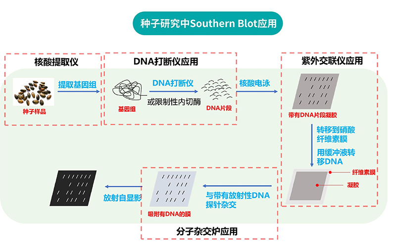 種子研究中SOUTHERN BLOT應用