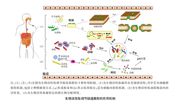 生物活性肽