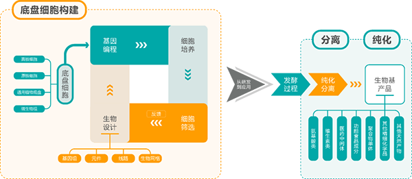 合成生物學(xué)生產(chǎn)鏈條